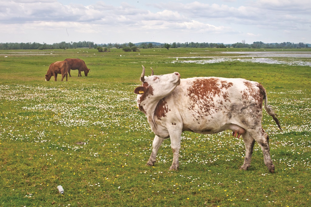 Krowy mają tutaj swój mały raj – poruszają się swobodnie tam, gdzie chcą