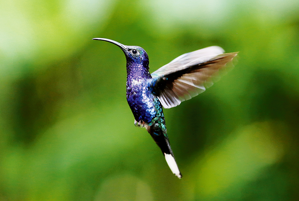 Koliber w  Kostaryce